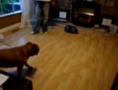 www.videobash.comより輸入　自分の影と戦う犬