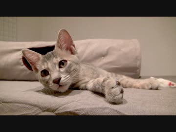 モアレとクリエ #01 「クリエ登場」