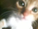 仕事に疲れたので猫撮ってみた