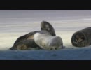 Wildlife.wmv