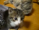 ラビと子猫たち　ﾊﾟｰﾄ36