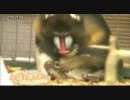 小枝を使い…マンドリルが足の爪をお手入れ