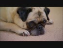 Dog Gone