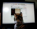 ごく普通の三毛猫２ 【ねこがニコニコ動画に興味を持ったようです】
