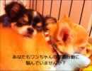 あなたにもできる犬のしつけ たった"3つのしつけ方法"