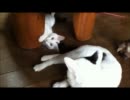 牛柄猫家族２５ ～ホク兄ちゃんのしっぽで遊びながらウトウトするマヒナ