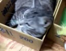 灰色にもちょっかい出してみた