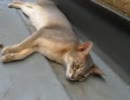 やっぱり溝が好き　ｺﾞﾛﾝｺﾞﾛﾝ猫