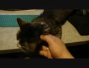 ひたすらぬこをもふもふする動画