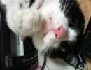2010/5/29 メロンに悪戯。