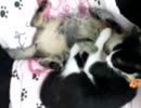 ぬーっこぬこ動画ww