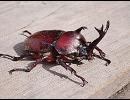 【カブトムシ】　歌ってみた