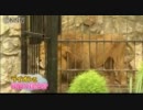 寝るのも一緒です…ライオンと同居生活