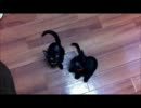 黒猫姉妹「飯くれ！アァ～～ン☆」