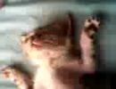110807_1336~01.3gp