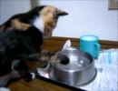 氷が解せなかった子猫のその後