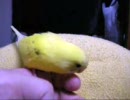 セキセイインコ　　ちび　生後約70日目　自分の名前を覚えたっぽい