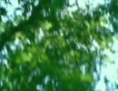 【☆瑠璃☆】Solitary forest歌ってみた。