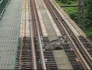 鹿が線路に居座る！