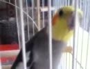 オカメインコに笑点テーマソングっぽいのを歌わせた