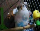 眠々なセキセイインコさん。