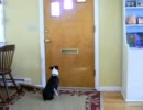 動物たちのハプニング集　その４