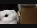 段ボール破壊に夢中な白ウサギ