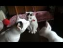 牛柄猫家族プラスワン２６ ～３匹で仲良く遊ぶ図～