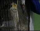 うちのオカメインコのイチゴちゃんが鴬っぽいです