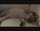 熟睡する猫　《ちゃまめさん1》