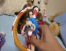 ラビと子猫たち　ﾊﾟｰﾄ37