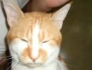 ウチの猫に１曲唄わせてみた！！