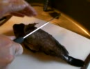 【※グロ注意】　釣った魚（カサゴ）を捌いてみた。
