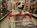 ご主人様のためにいろいろと先立ってやってくれる犬