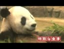 チベット侵略の象徴である上野パンダが太りすぎでピンチ 食事制限へ