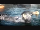 20110805_ラッコの餌やり1_のとじま水族館.mp4