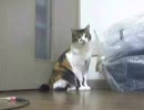 ふたりでお留守番～襟巻きトラにゃん