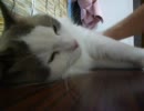 うちのねこ。
