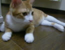 猫のゆとりさん  2