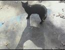 Tell Tale of Tail/カフカ　弾き語り