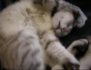【猫】寝子動画
