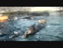 20110805_ラッコの餌やり2_のとじま水族館.mp4