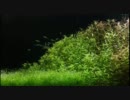 気泡をつけろ！水草レイアウト！～完成～