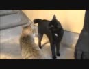 退散する猫