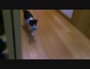 球とってくる猫