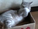 是が非でも箱から出ようとしないぬこ（ポロリもあるよ
