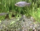 東山動植物園・世界のメダカ館