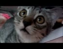 足場が悪い中、がんばるねこ
