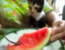 やんちゃな子猫とスイカ