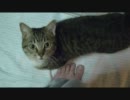 友人宅のネコがかわいかった